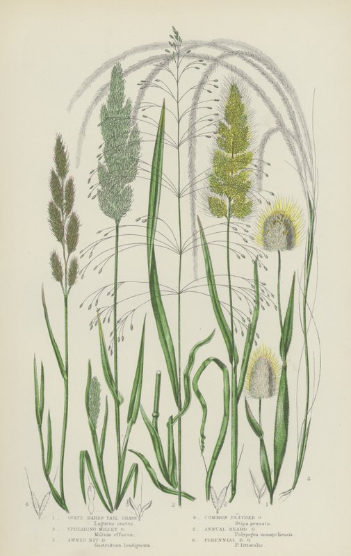 Erva de cauda de lebre, erva de painço, erva de nitrognio, erva de penas (litografia a cores) de English School
