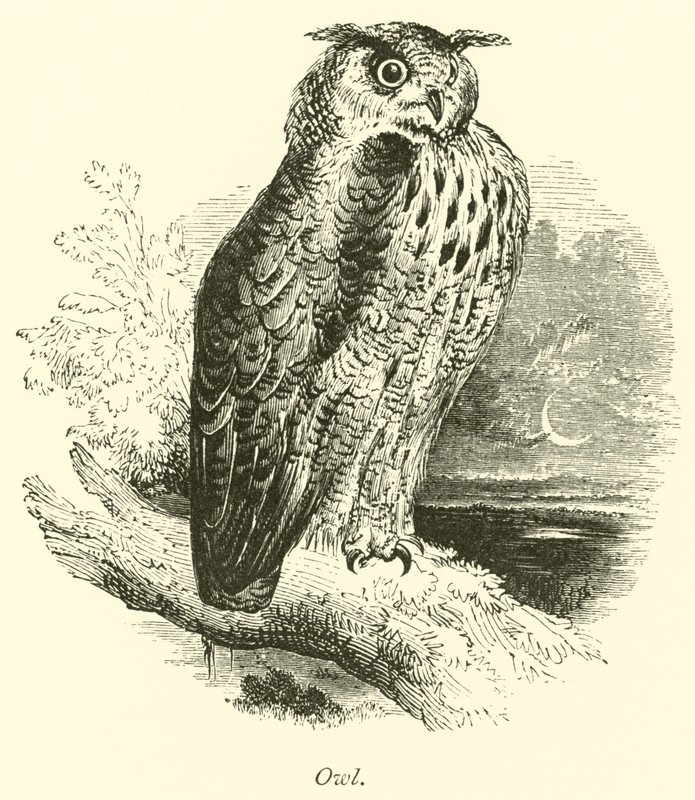Coruja de English School