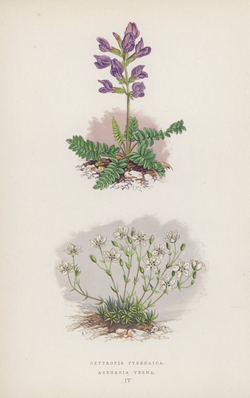 Oxytropis pyrenaica; Arenaria Verna (cor litho) de English School
