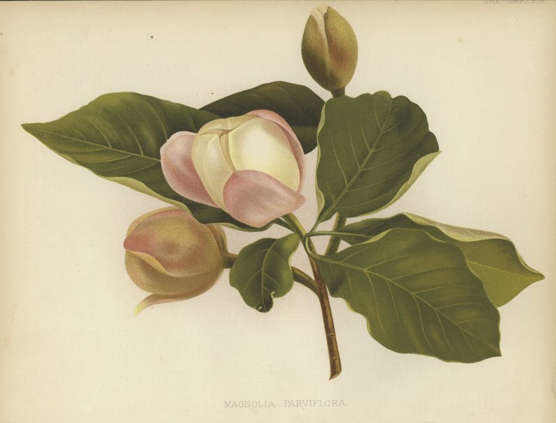 Oyama Magnolia de English School