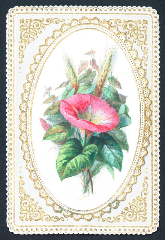 Flor cor-de-rosa do petúnia, cartão de English School
