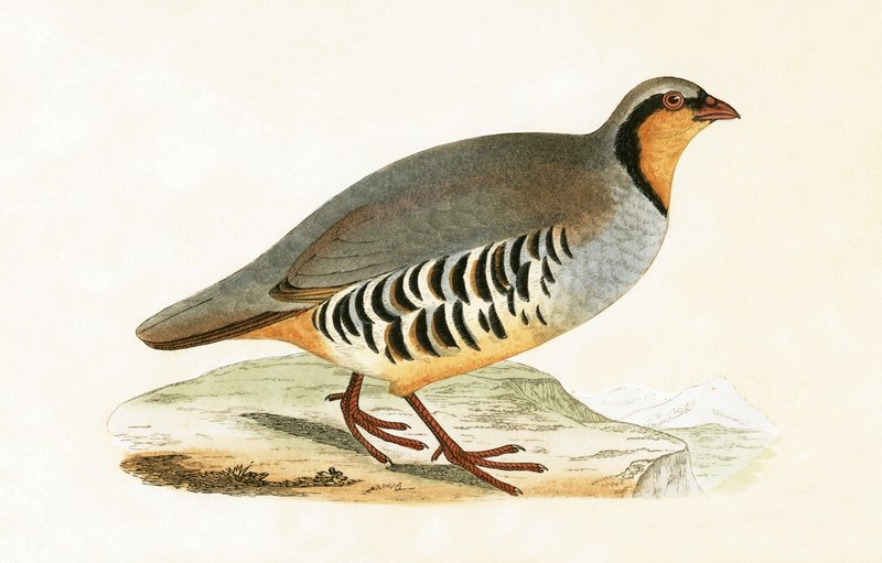 P Graeca, Var, ilustração de "Uma História das Aves da Europa Não Observadas nas Ilhas Britânicas", de Charles Robert Bree (1811-1886), publicada em 1867 de English School