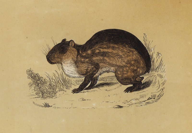 Paca (cor litho) de English School