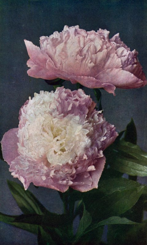 Paeony, a Dama do Oeste de Kelway (litografia a cores) de English School