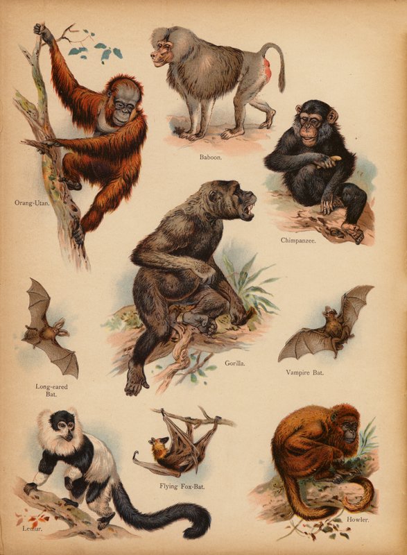 Página da História Natural do Retrato dos Pequenos, c 1900 (cromolito) de English School