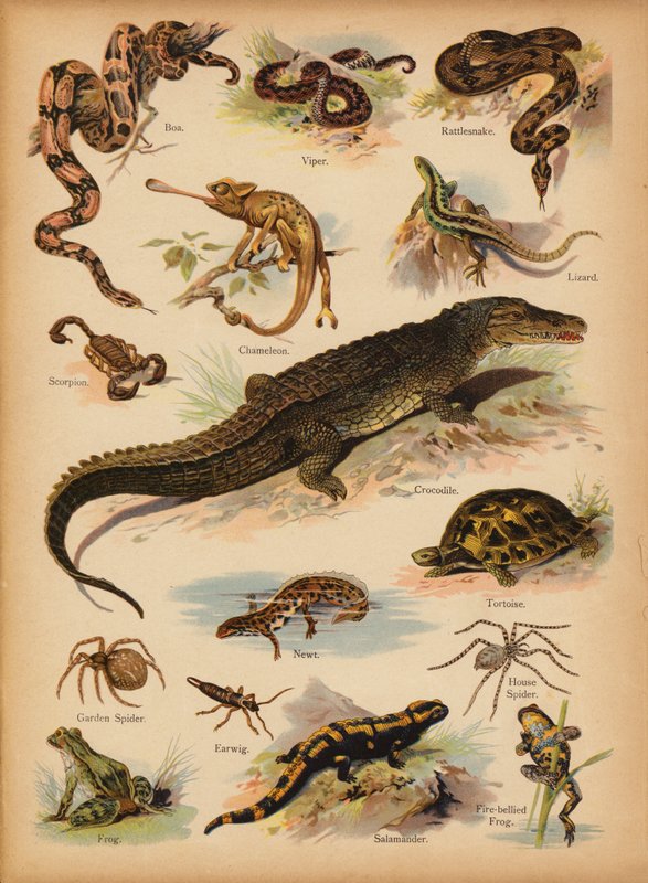 Página da História Natural do Retrato dos Pequenos, c 1900 (cromolito) de English School