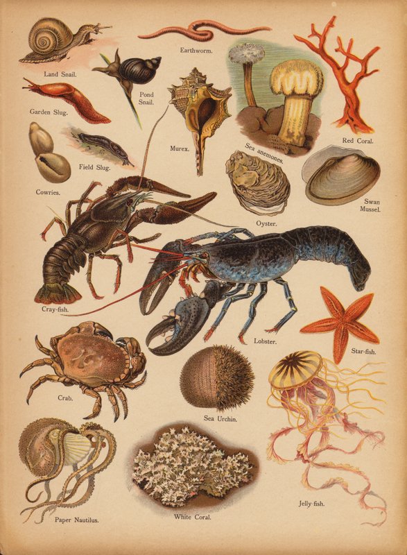 Página da História Natural do Retrato dos Pequenos, c 1900 (cromolito) de English School