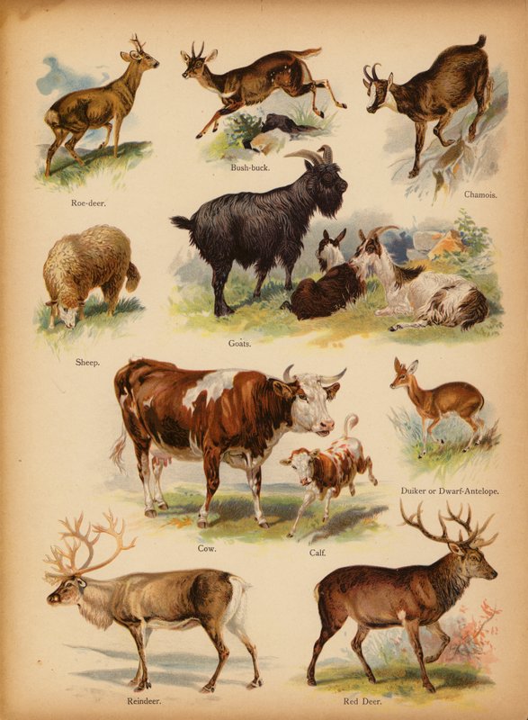 Página da História Natural do Retrato dos Pequenos, c 1900 (cromolito) de English School