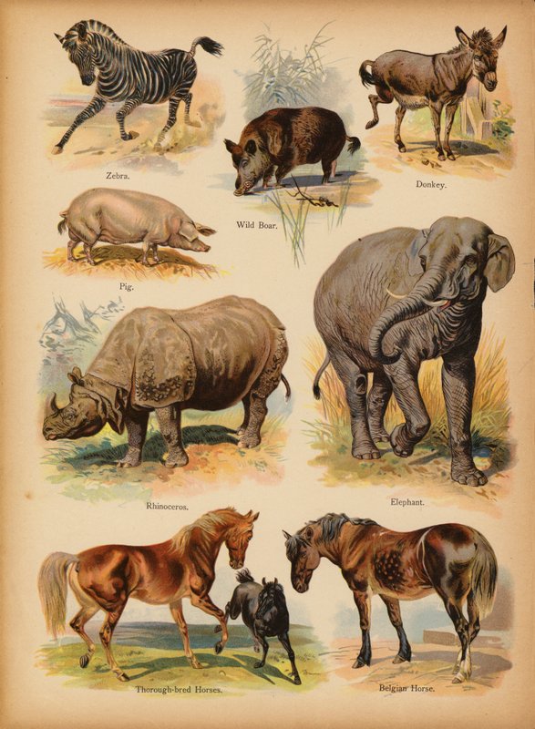 Página da História Natural do Retrato dos Pequenos, c 1900 (cromolito) de English School