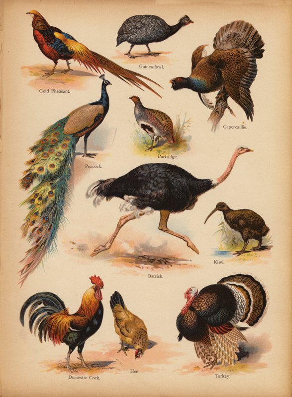 Página da História Natural do Retrato dos Pequenos, c 1900 (cromolito) de English School