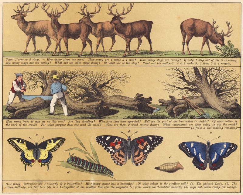 Página de The New Picture Book (litografia a cores) de English School