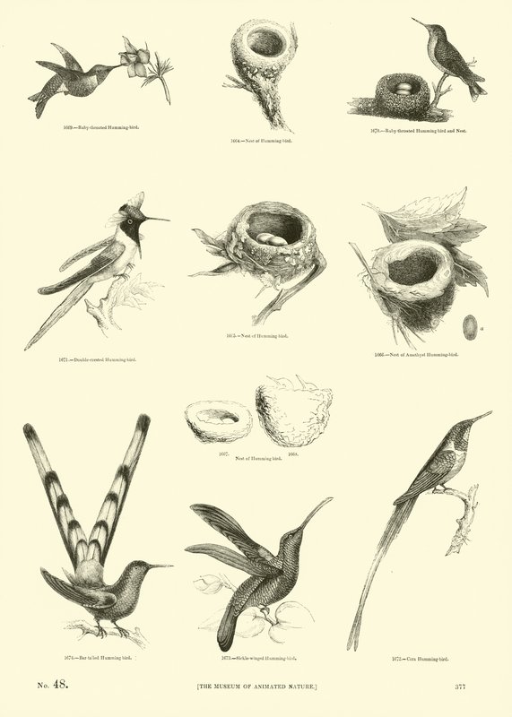 Página de The Pictorial Museum of Animated Nature de English School