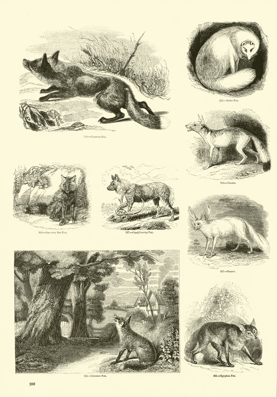 Página de The Pictorial Museum of Animated Nature de English School