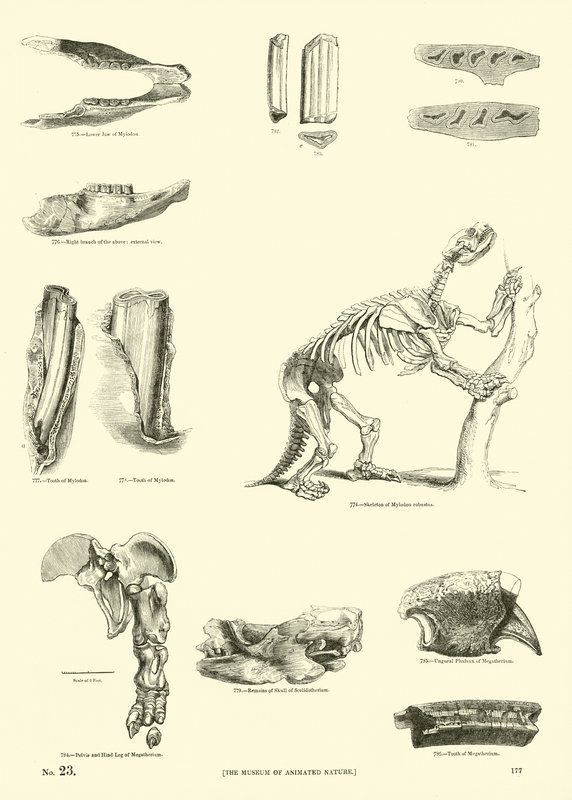Página de The Pictorial Museum of Animated Nature de English School