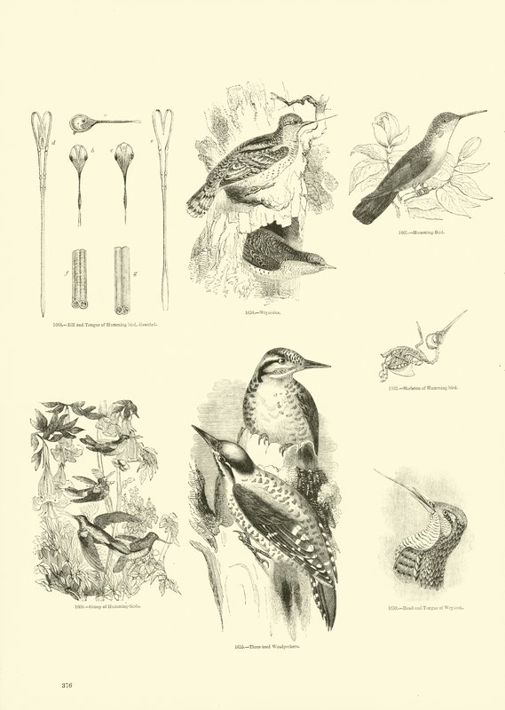 Página de The Pictorial Museum of Animated Nature de English School