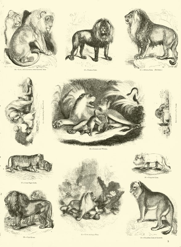 Página de The Pictorial Museum of Animated Nature de English School
