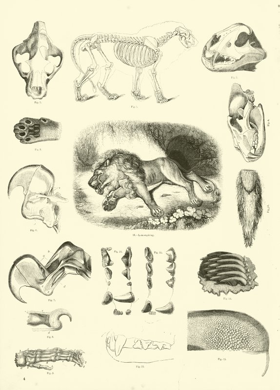 Página de The Pictorial Museum of Animated Nature de English School