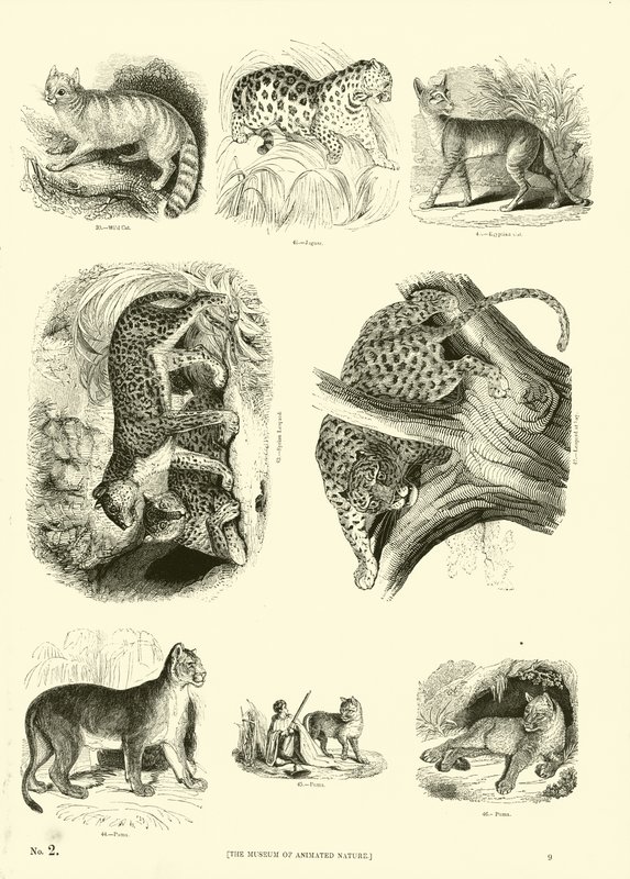 Página de The Pictorial Museum of Animated Nature de English School