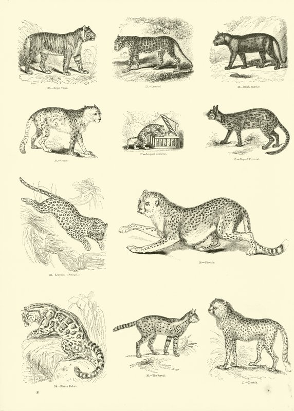 Página de The Pictorial Museum of Animated Nature de English School
