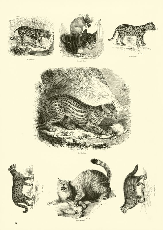 Página de The Pictorial Museum of Animated Nature de English School