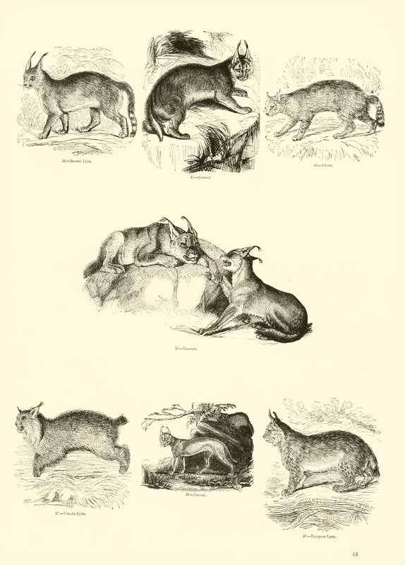 Página de The Pictorial Museum of Animated Nature de English School