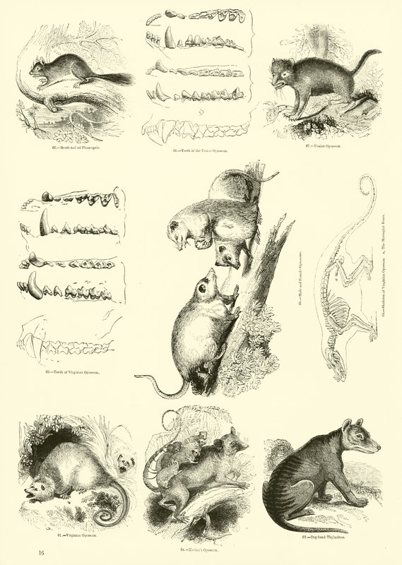 Página de The Pictorial Museum of Animated Nature de English School