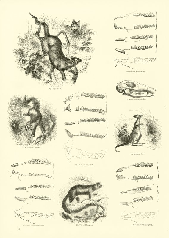 Página de The Pictorial Museum of Animated Nature de English School