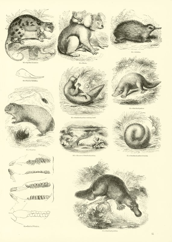 Página de The Pictorial Museum of Animated Nature de English School