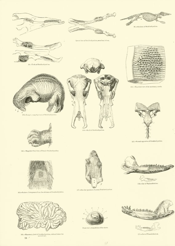 Página de The Pictorial Museum of Animated Nature de English School