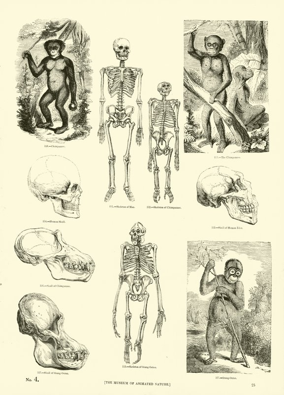 Página de The Pictorial Museum of Animated Nature de English School