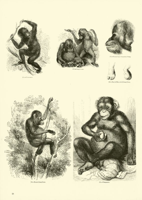 Página de The Pictorial Museum of Animated Nature de English School