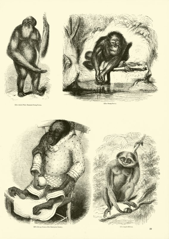 Página de The Pictorial Museum of Animated Nature de English School