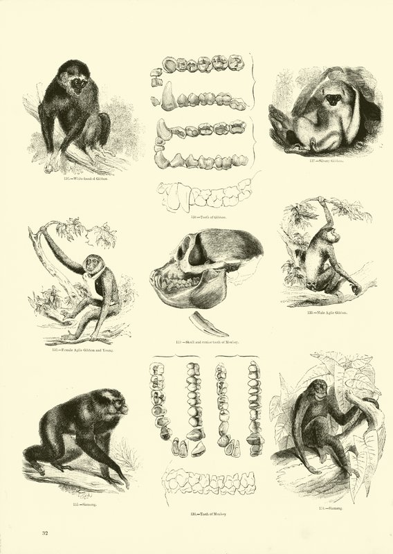 Página de The Pictorial Museum of Animated Nature de English School
