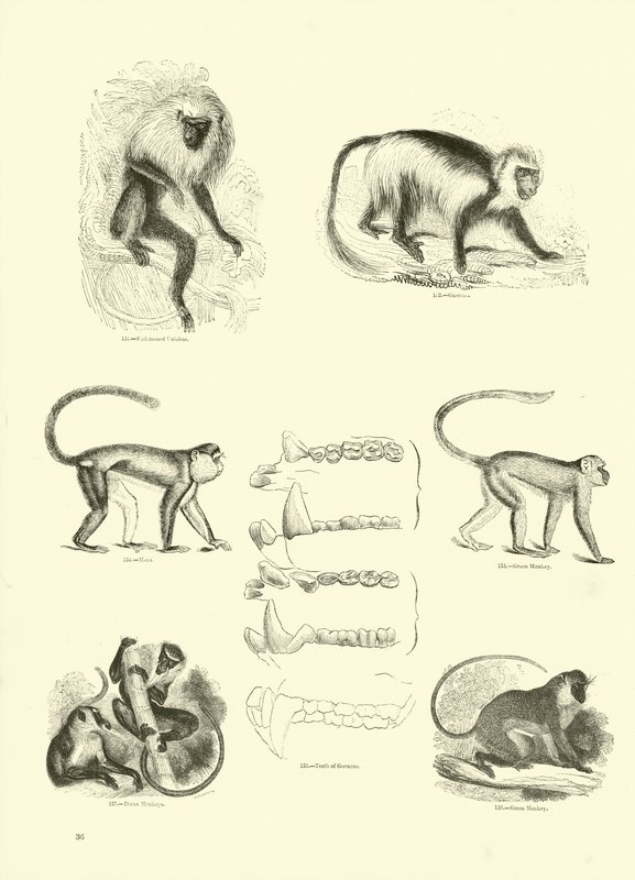 Página de The Pictorial Museum of Animated Nature de English School