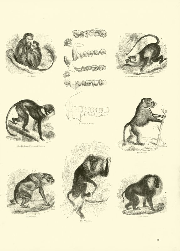 Página de The Pictorial Museum of Animated Nature de English School