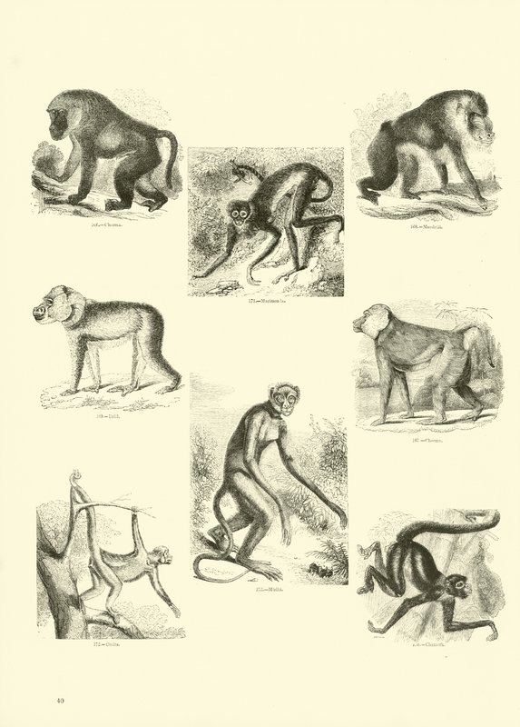 Página de The Pictorial Museum of Animated Nature de English School
