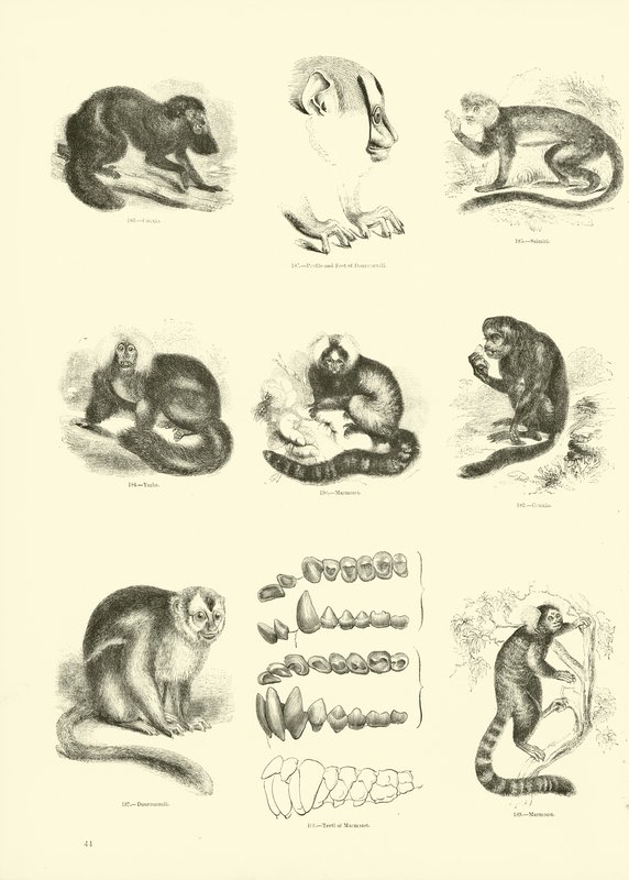 Página de The Pictorial Museum of Animated Nature de English School