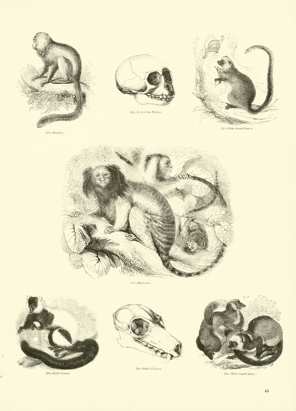 Página de The Pictorial Museum of Animated Nature de English School