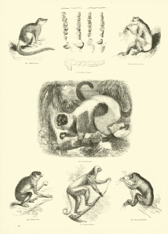 Página de The Pictorial Museum of Animated Nature de English School