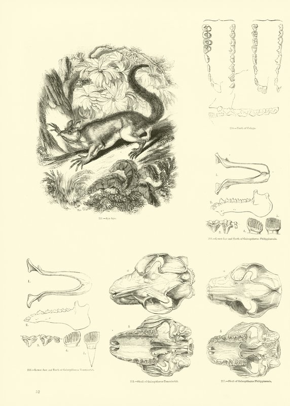 Página de The Pictorial Museum of Animated Nature de English School
