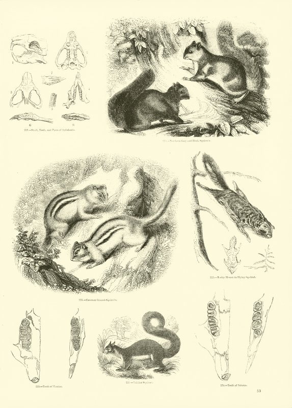 Página de The Pictorial Museum of Animated Nature de English School
