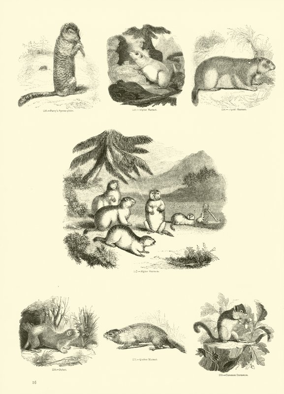 Página de The Pictorial Museum of Animated Nature de English School