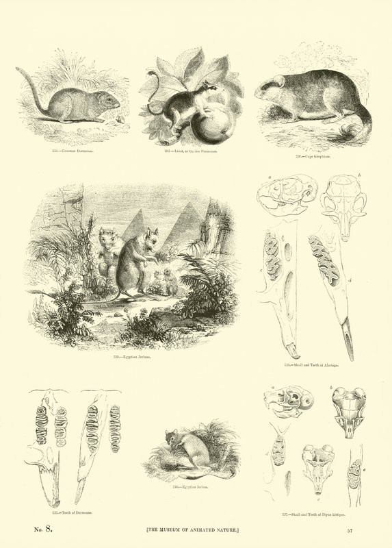 Página de The Pictorial Museum of Animated Nature de English School