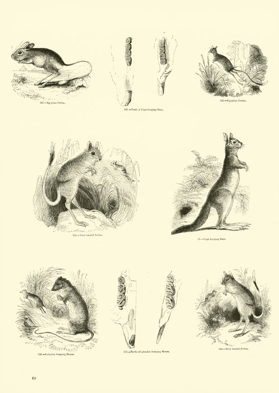Página de The Pictorial Museum of Animated Nature de English School