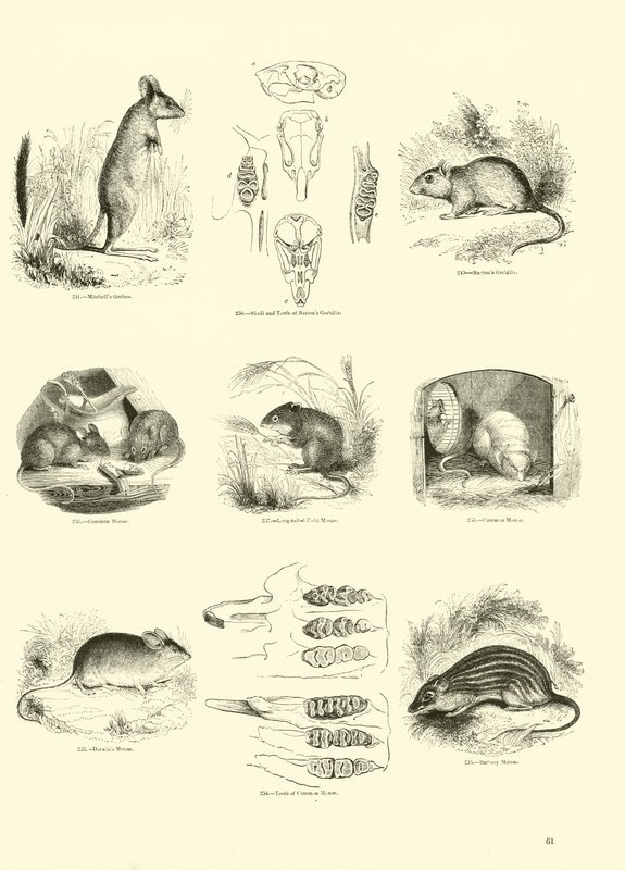 Página de The Pictorial Museum of Animated Nature de English School