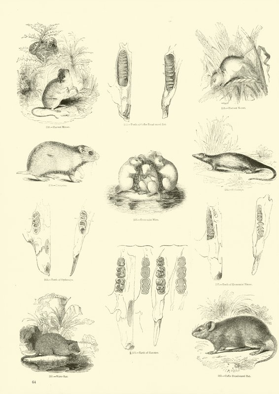 Página de The Pictorial Museum of Animated Nature de English School