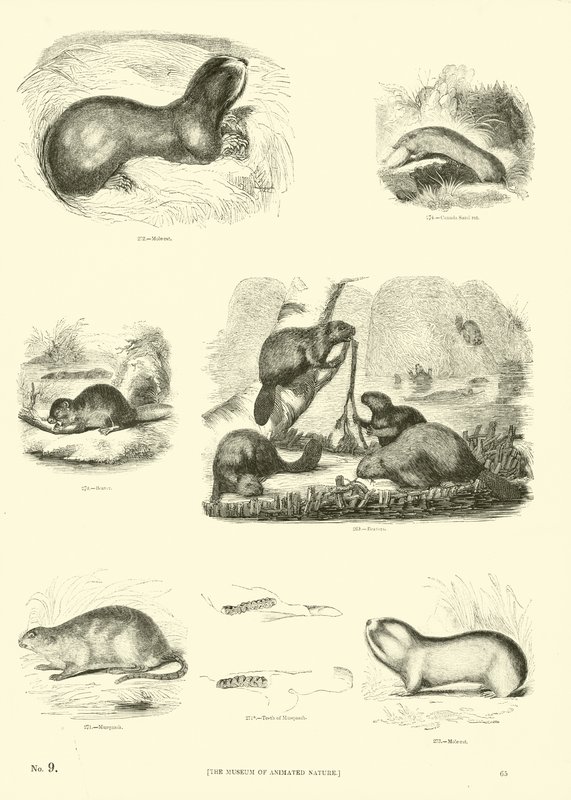 Página de The Pictorial Museum of Animated Nature de English School