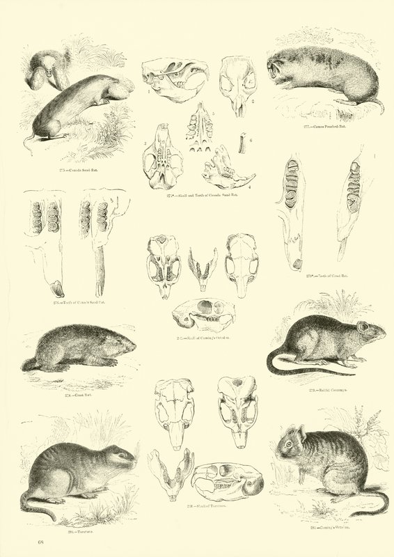 Página de The Pictorial Museum of Animated Nature de English School