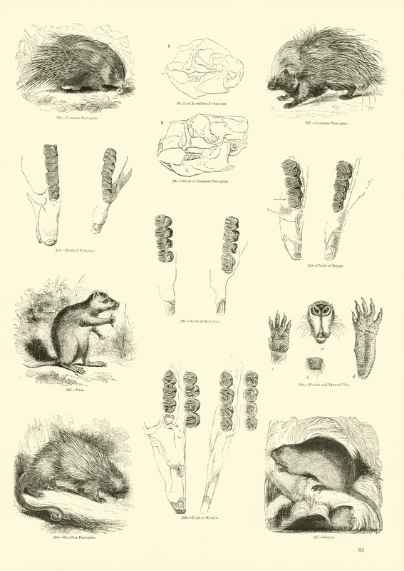 Página de The Pictorial Museum of Animated Nature de English School