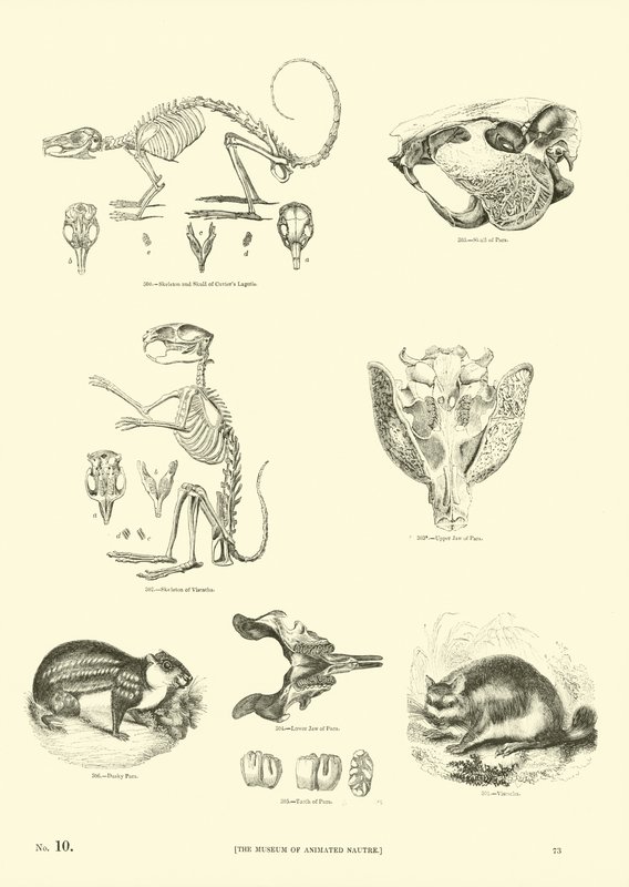 Página de The Pictorial Museum of Animated Nature de English School